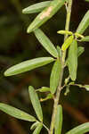 Narrowleaf lespedeza